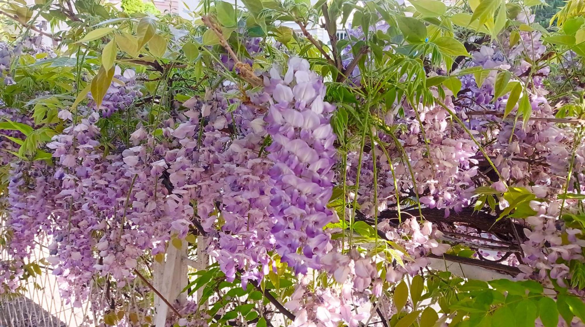 Belgrade Apartment Happy Garden Zewnętrze zdjęcie