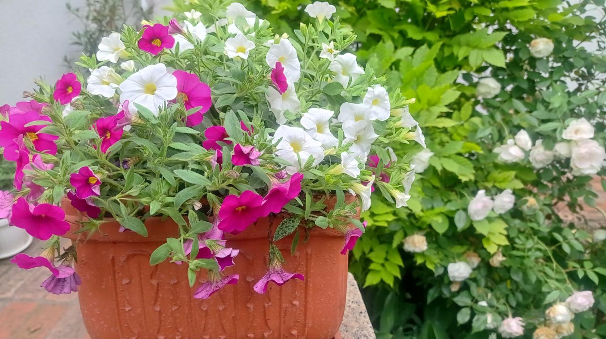 Belgrade Apartment Happy Garden Zewnętrze zdjęcie